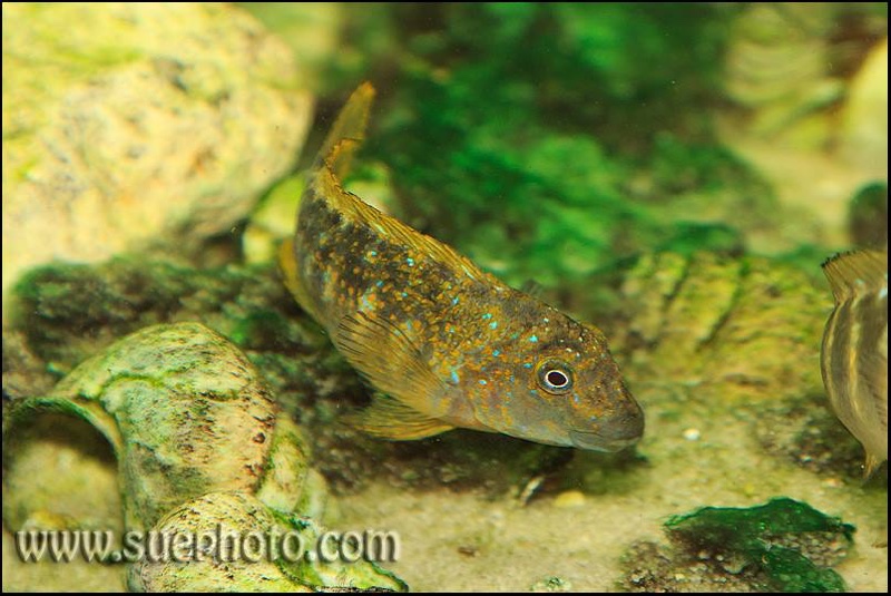 Eretmodus cyanostictus 'Kapampa' (Golden Kushangaza)